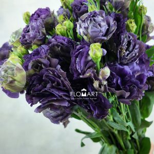Lisianthus Sorceress