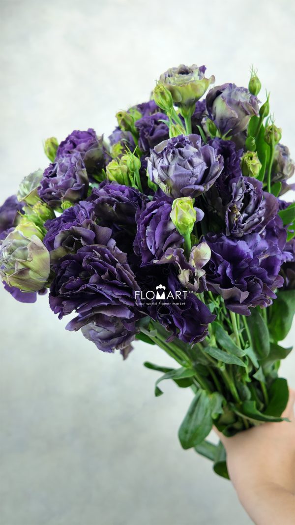Lisianthus Sorceress