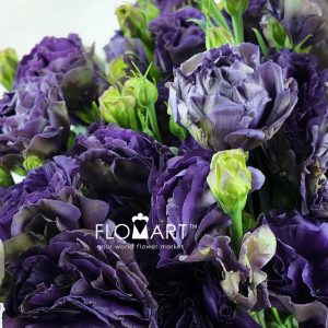 Lisianthus Sorceress - Image 2