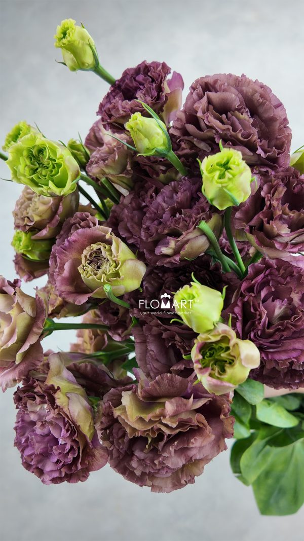 Lisianthus Tea Color