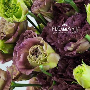 Lisianthus Tea Color - Image 2