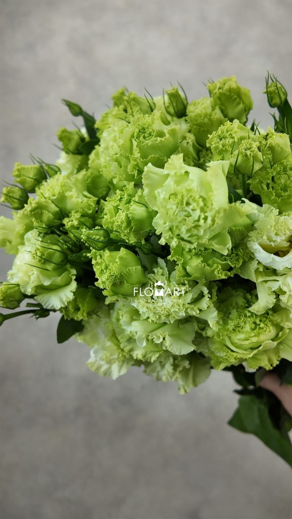 Lisianthus Wave Green