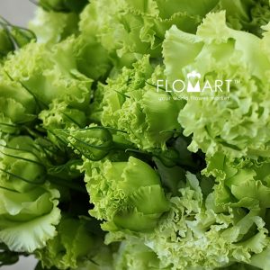 Lisianthus Wave Green - Image 2