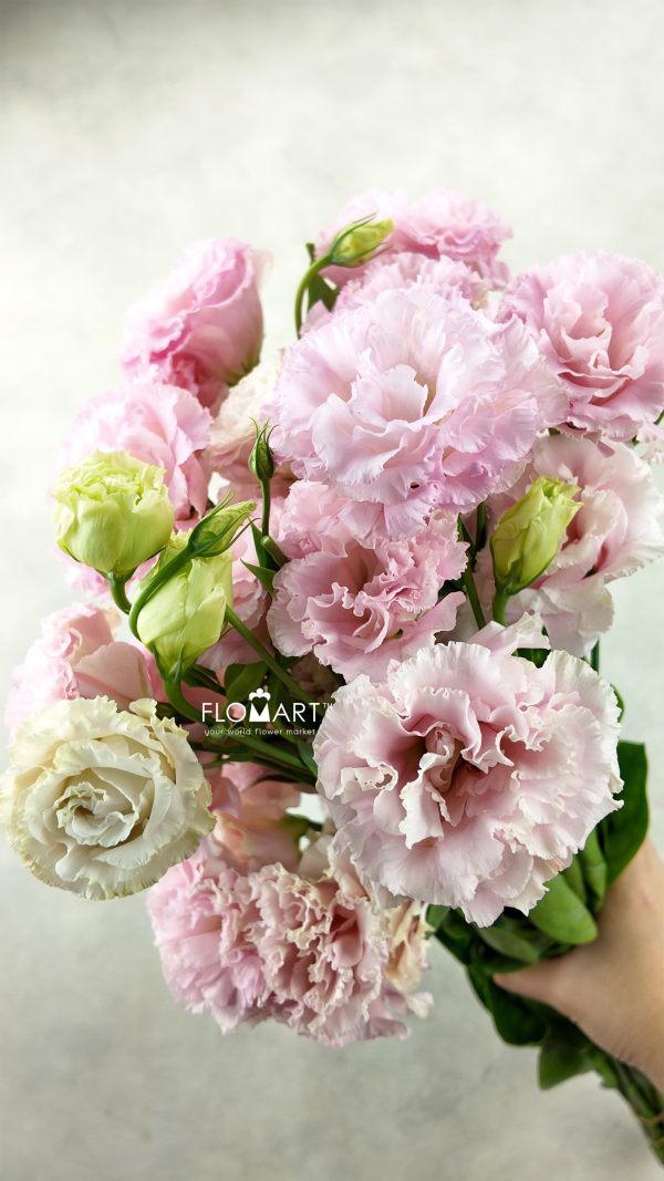 Lisianthus Wave Light Pink