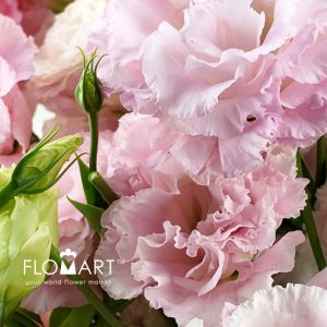 Lisianthus Wave Light Pink - Image 2