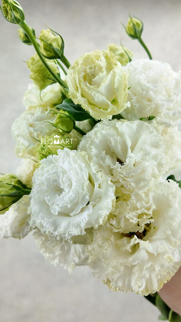 Lisianthus Wave White