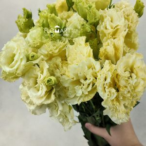 Lisianthus Wave Yellow