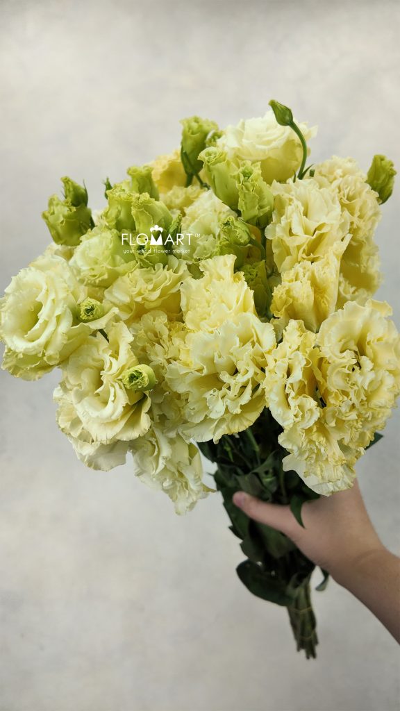 Lisianthus Wave Yellow