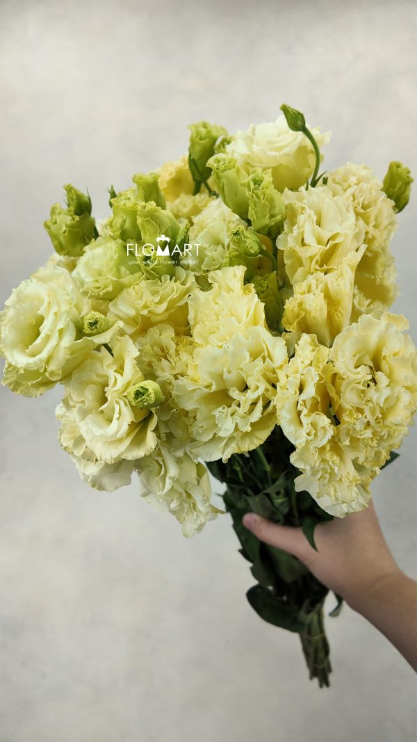 Lisianthus Wave Yellow