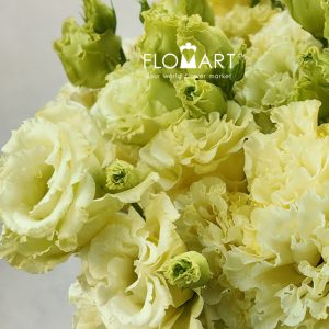 Lisianthus Wave Yellow - Image 2