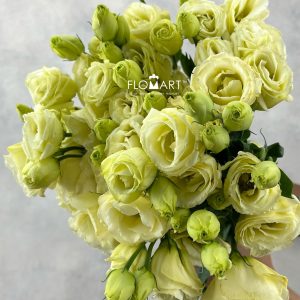 Lisianthus Yellow