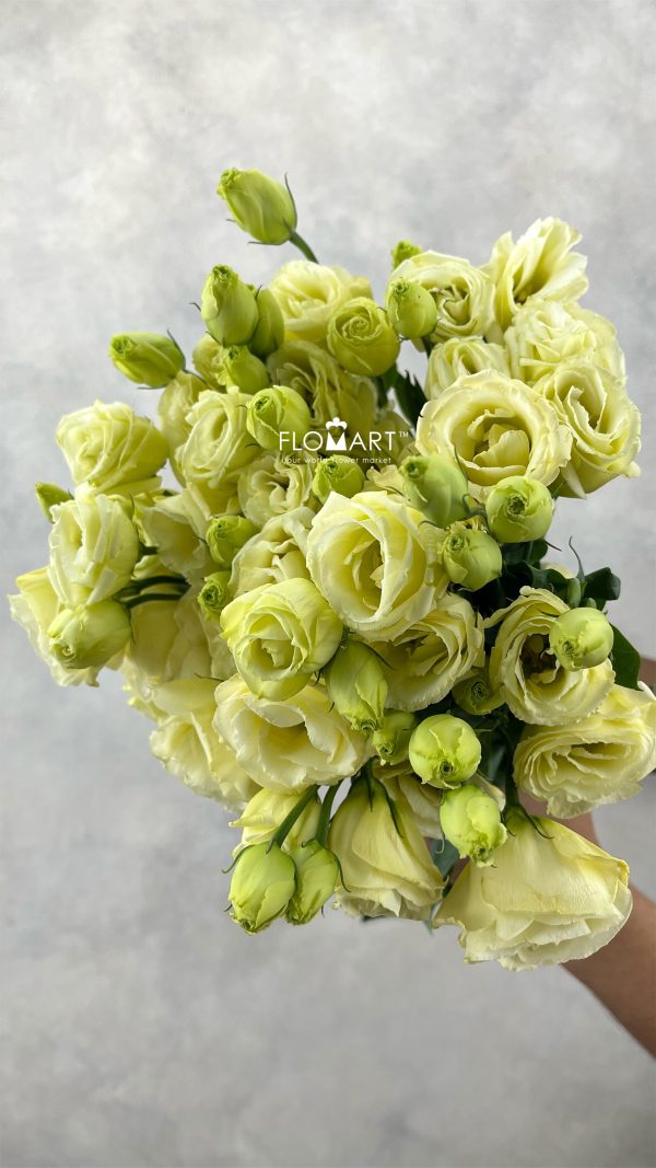 Lisianthus Yellow