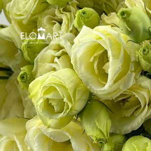 Lisianthus Yellow - Image 2