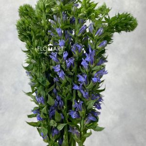 Lobelia Blue