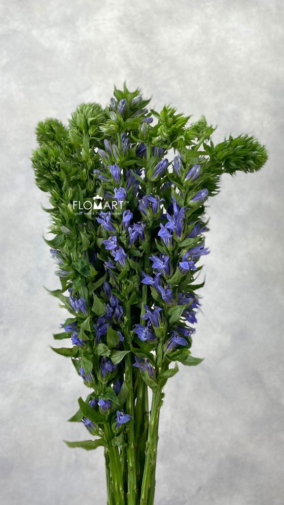Lobelia Blue