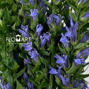 Lobelia Blue - Image 2