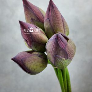 Lotus Pink