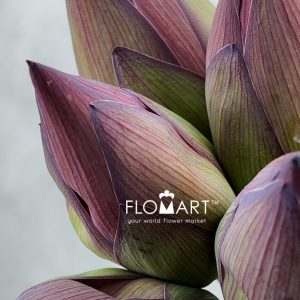 Lotus Pink - Image 2