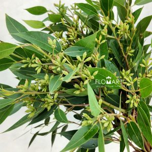 Lu Xin Guo Leaves