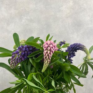 Lupinus Mixed