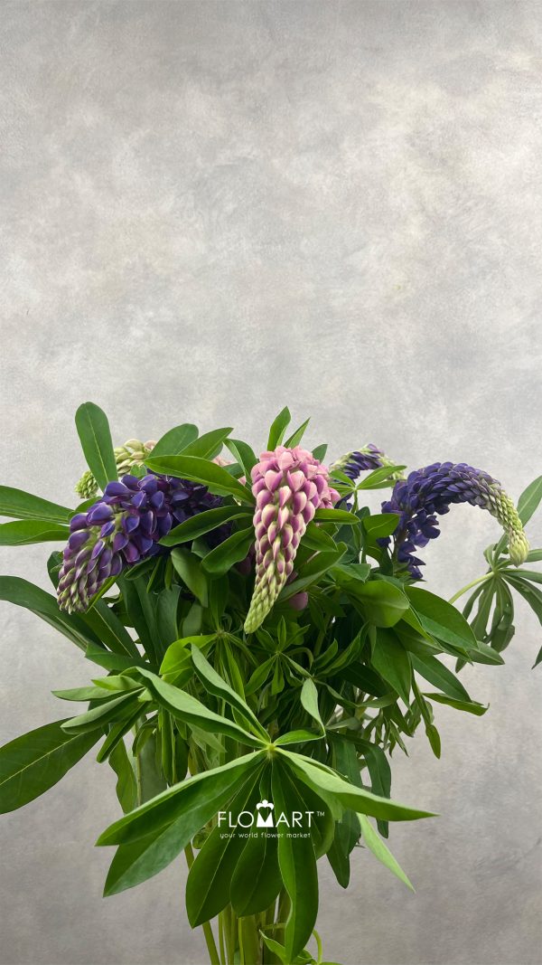 Lupinus Mixed