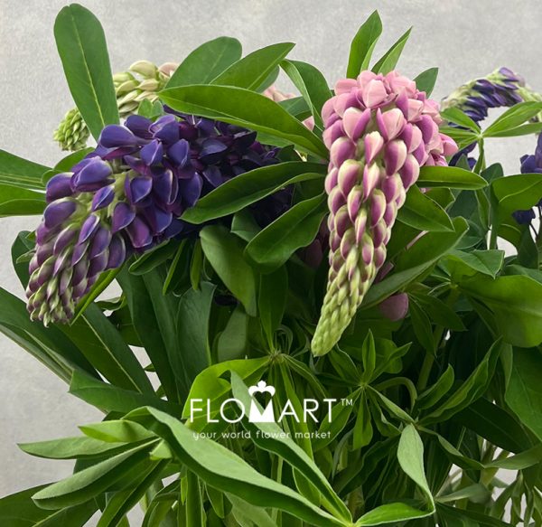 Lupinus Mixed