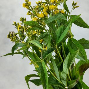Lysimachia Vulgaris