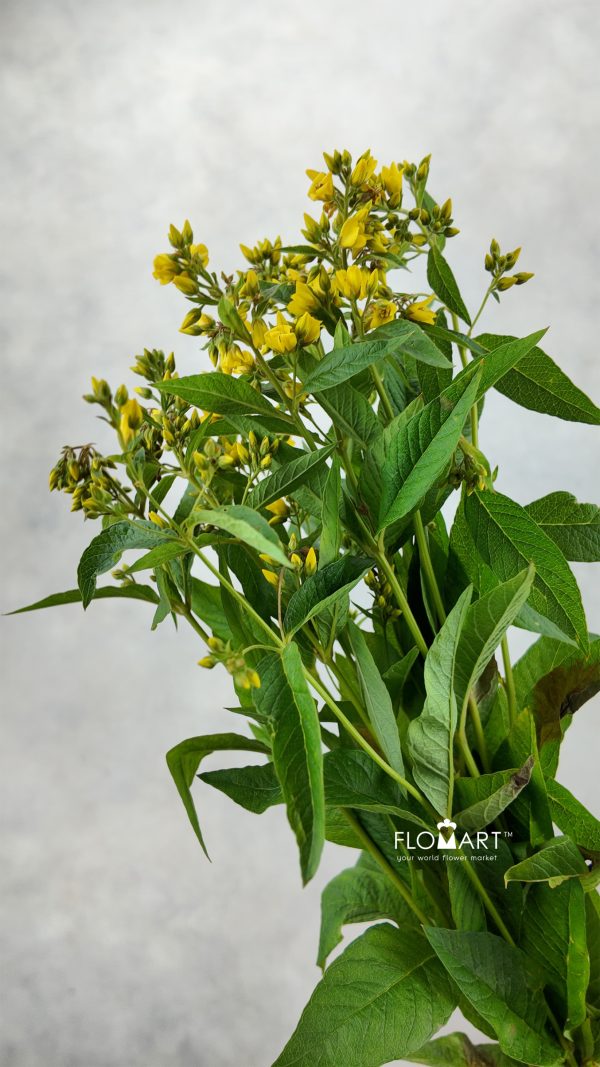 Lysimachia Vulgaris