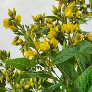 Lysimachia Vulgaris - Image 2