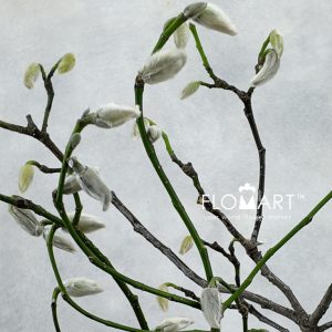 Magnolia Flowers - Image 2