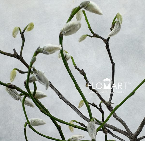 Magnolia Flowers