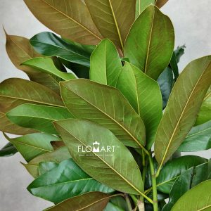 Magnolia Leaves