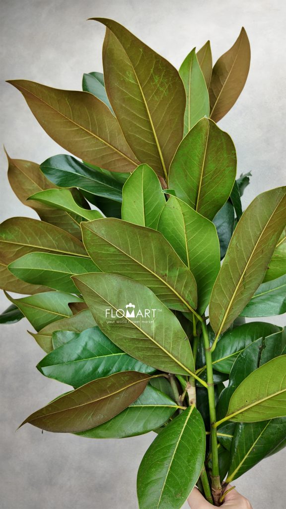 Magnolia Leaves