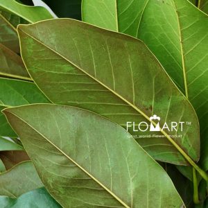 Magnolia Leaves - Image 2