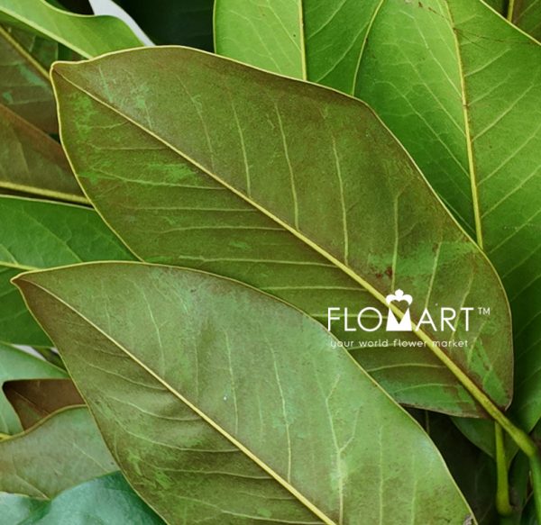 Magnolia Leaves