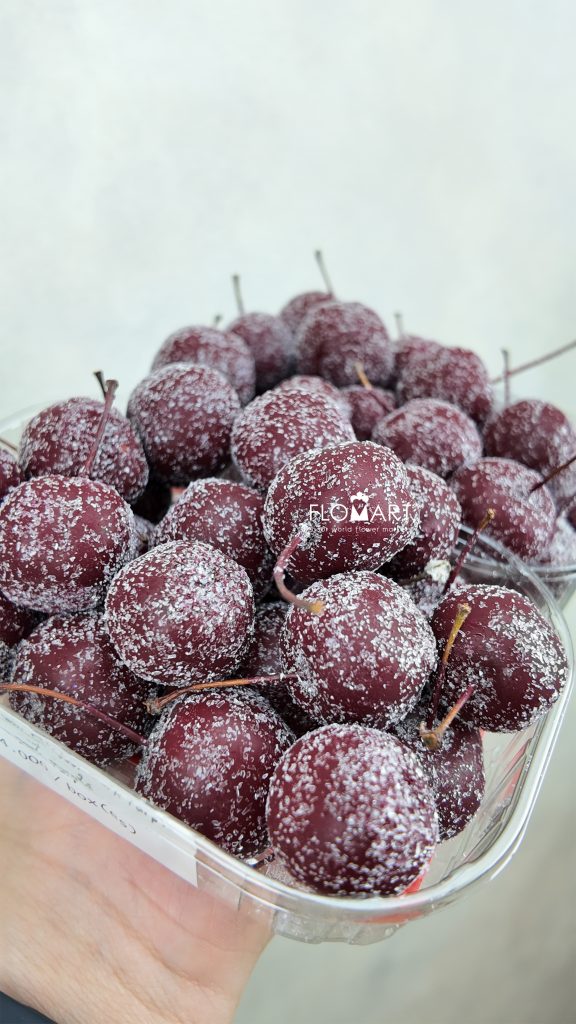 Malus Apple Wax Dark Purple