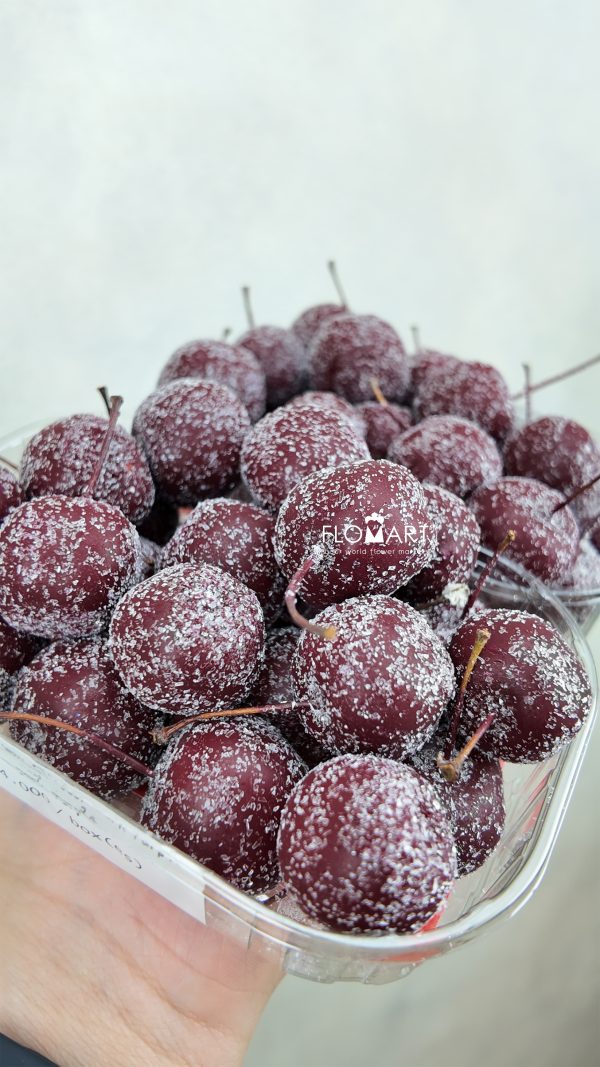 Malus Apple Wax Dark Purple