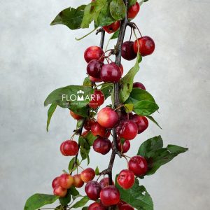 Malus Gorgeou