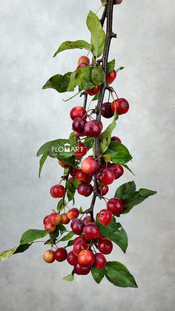 Malus Gorgeou Malus Gorgeou