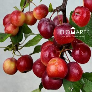 Malus Gorgeou - Image 2