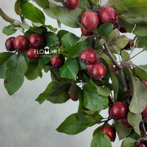 Malus Red Sentinel