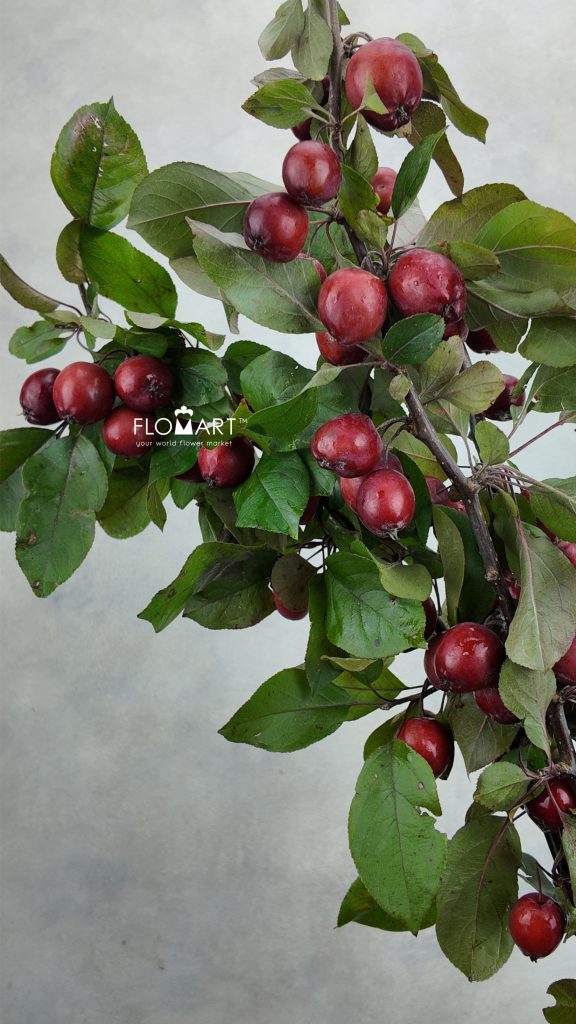 Malus Red Sentinel