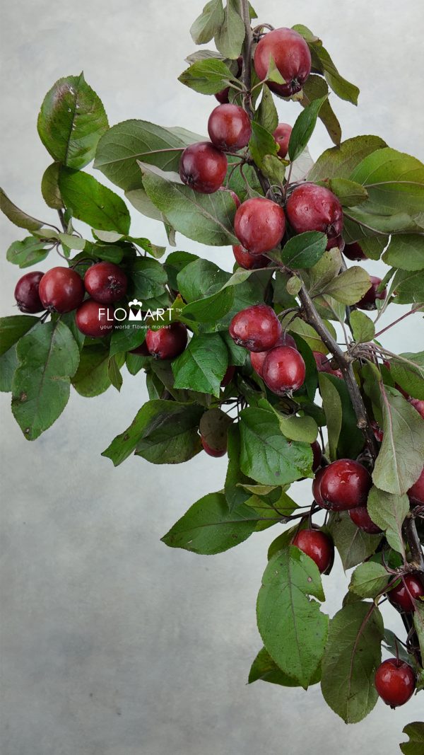 Malus Red Sentinel Malus Red Sentinel