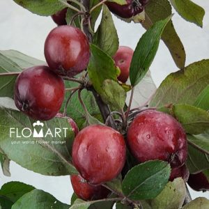 Malus Red Sentinel - Image 2