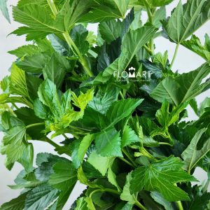 Maple Leaf Green