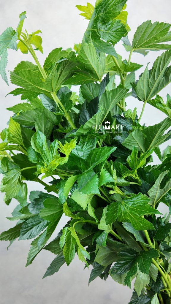 Maple Leaf Green