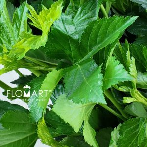 Maple Leaf Green - Image 2