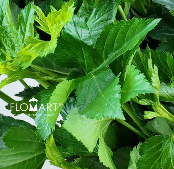 Maple Leaf Green
