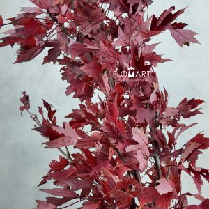 Maple Leaf Red