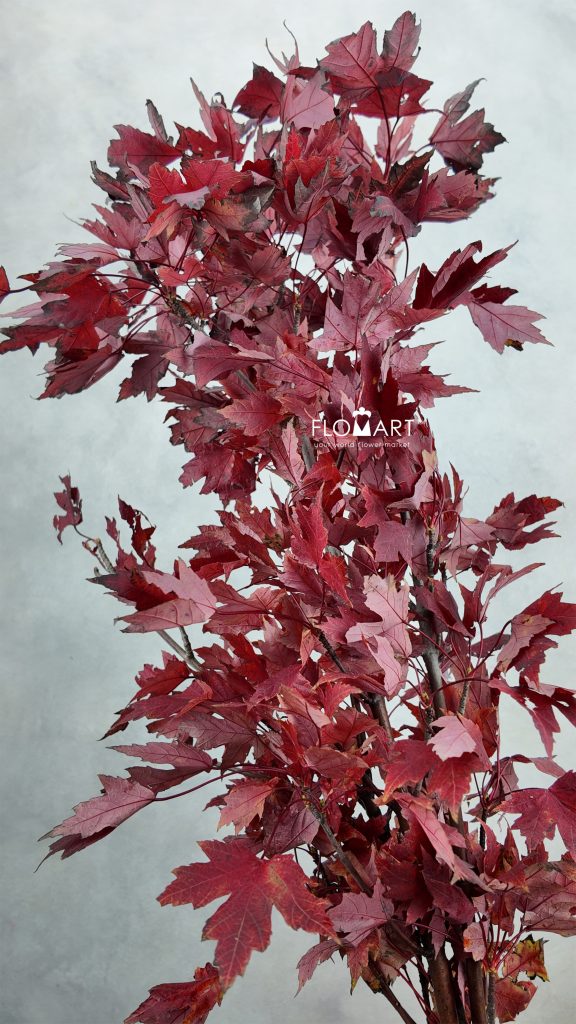 Maple Leaf Red